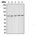 LifeSab™ PKC delta (pY52) Rabbit pAb (50 µl)