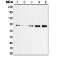 LifeSab™ PKC zeta (pT560) Rabbit pAb (50 µl)