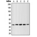 LifeSab™ MKK1 (pT286) Rabbit pAb (50 µl)