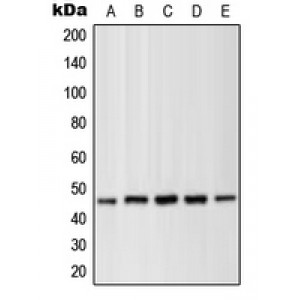 LifeSab™ MKK1 (pT286) Rabbit pAb (50 µl)