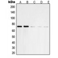 LifeSab™ SHPTP2 Rabbit pAb (50 µl)