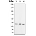LifeSab™ RAD52 (pY104) Rabbit pAb (50 µl)