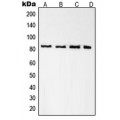 LifeSab™ Radixin Rabbit pAb (50 µl)