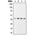 LifeSab™ RFC2 Rabbit pAb (50 µl)