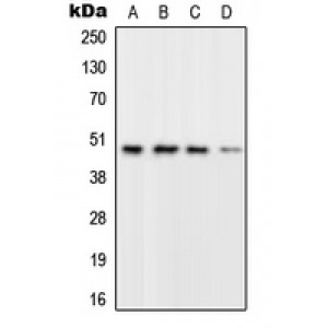 LifeSab™ RPL3 Rabbit pAb (50 µl)