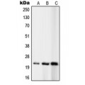 LifeSab™ RPL10 Rabbit pAb (50 µl)