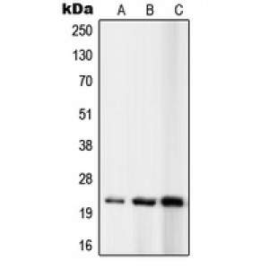 LifeSab™ RPL10 Rabbit pAb (50 µl)