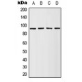 LifeSab™ RSK1 (pS380) Rabbit pAb (50 µl)