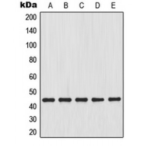 LifeSab™ MKK4 Rabbit pAb (50 µl)