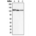LifeSab™ NCX1 Rabbit pAb (50 µl)