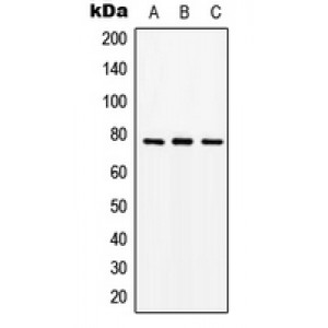 LifeSab™ PEPT1 Rabbit pAb (50 µl)