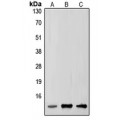 LifeSab™ SUMO2/3 Rabbit pAb (50 µl)