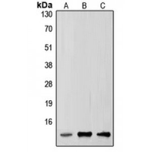 LifeSab™ SUMO2/3 Rabbit pAb (50 µl)