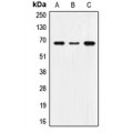 LifeSab™ SNX1 Rabbit pAb (50 µl)