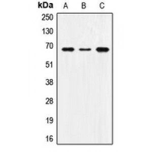 LifeSab™ SNX1 Rabbit pAb (50 µl)