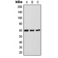 LifeSab™ SOX11 Rabbit pAb (50 µl)