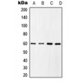 LifeSab™ c-SRC (pY419) Rabbit pAb (50 µl)