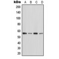 LifeSab™ MST2 Rabbit pAb (50 µl)