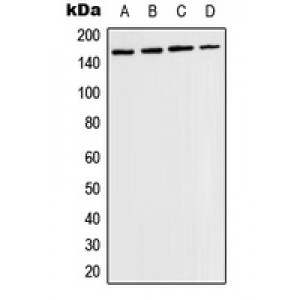 LifeSab™ TIE2 (pY1108) Rabbit pAb (50 µl)