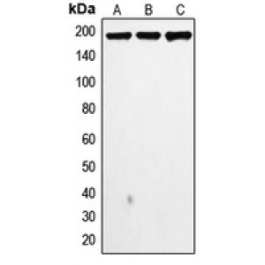 LifeSab™ Topoisomerase 2 alpha Rabbit pAb (50 µl)