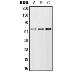 LifeSab™ TFEB Rabbit pAb (50 µl)