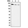 LifeSab™ EEA1 Rabbit pAb (50 µl)