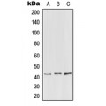 LifeSab™ PEX3 Rabbit pAb (50 µl)