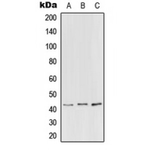 LifeSab™ PEX3 Rabbit pAb (50 µl)