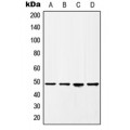 LifeSab™ HAT1 Rabbit pAb (50 µl)