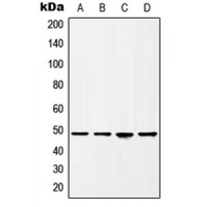 LifeSab™ HAT1 Rabbit pAb (50 µl)