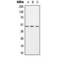 LifeSab™ CHST1 Rabbit pAb (50 µl)