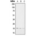 LifeSab™ SNX3 Rabbit pAb (50 µl)