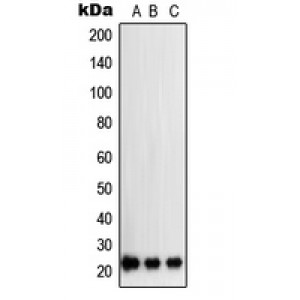 LifeSab™ SOCS2 Rabbit pAb (50 µl)