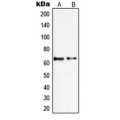LifeSab™ PIAS2 Rabbit pAb (50 µl)
