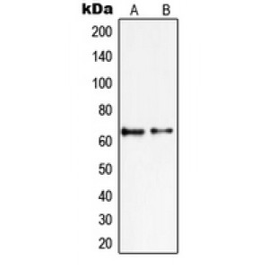 LifeSab™ PIAS2 Rabbit pAb (50 µl)