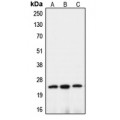 LifeSab™ Claudin 10 Rabbit pAb (50 µl)