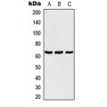 LifeSab™ TBX18 Rabbit pAb (50 µl)