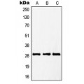 LifeSab™ PTTG1/2/3 Rabbit pAb (50 µl)