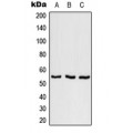 LifeSab™ SFRS11 Rabbit pAb (50 µl)