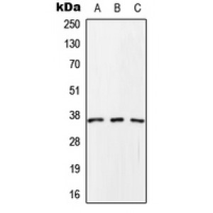LifeSab™ SCAMP1 Rabbit pAb (50 µl)