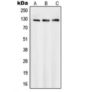 LifeSab™ SMG7 Rabbit pAb (50 µl)