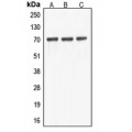 LifeSab™ ABCF2 Rabbit pAb (50 µl)