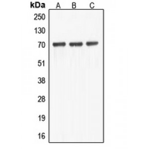 LifeSab™ ABCF2 Rabbit pAb (50 µl)
