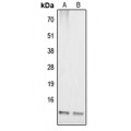 LifeSab™ COX17 Rabbit pAb (50 µl)