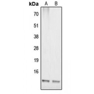 LifeSab™ COX17 Rabbit pAb (50 µl)