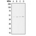 LifeSab™ ARP3 Rabbit pAb (50 µl)