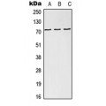 LifeSab™ NDC80 Rabbit pAb (50 µl)
