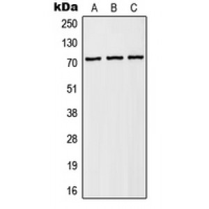LifeSab™ NHE6 Rabbit pAb (50 µl)