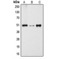 LifeSab™ Dynactin p50 Rabbit pAb (50 µl)