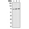 LifeSab™ SLU7 Rabbit pAb (50 µl)